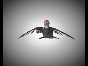 woodpecker bird pbr rigged low poly 3Dモデル