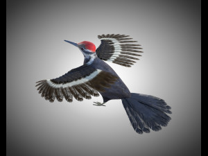 woodpecker bird pbr rigged low poly 3Dモデル