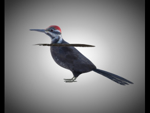 woodpecker bird pbr rigged low poly 3Dモデル