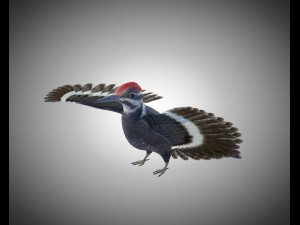 woodpecker bird pbr rigged low poly 3Dモデル
