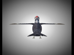 woodpecker bird pbr rigged low poly 3Dモデル