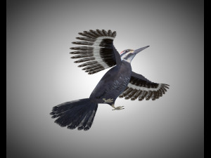 woodpecker bird pbr rigged low poly 3Dモデル