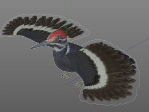 woodpecker bird pbr rigged low poly 3Dモデル