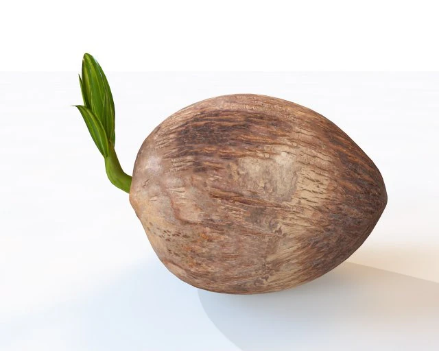 coconut sprout 3D Model .c4d .max .obj .3ds .fbx .stl .blend 