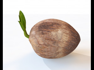 coconut sprout 3D Model