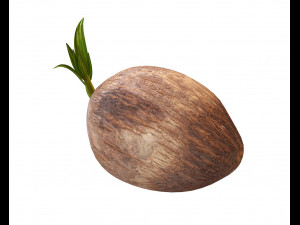 coconut sprout 3Dモデル