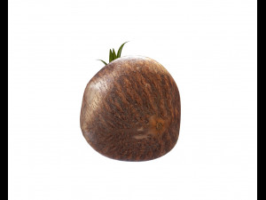 coconut sprout 3Dモデル