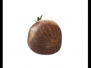 coconut sprout 3D Model