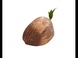 coconut sprout 3D Model