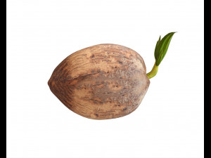 coconut sprout 3Dモデル
