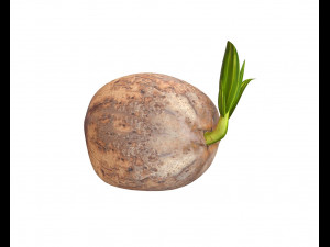 coconut sprout 3Dモデル