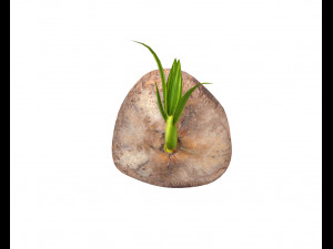 coconut sprout 3Dモデル