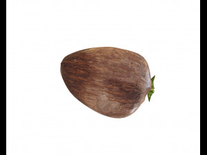 coconut sprout 3Dモデル