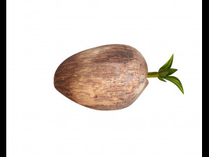 coconut sprout 3Dモデル