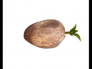 coconut sprout 3D Model