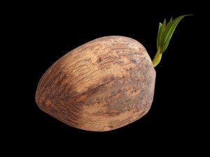 coconut sprout 3Dモデル