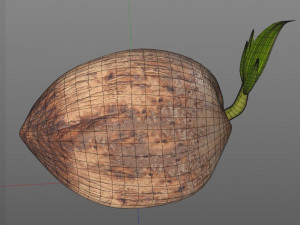 coconut sprout 3Dモデル