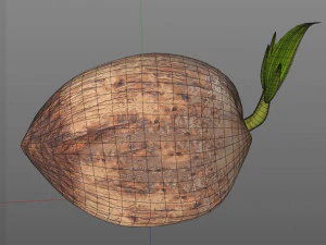 coconut sprout 3D Model