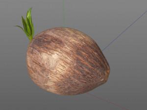coconut sprout 3Dモデル