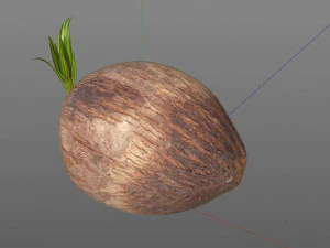 coconut sprout 3D Model