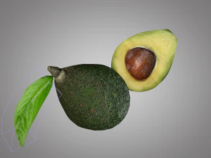avocado 3D Model