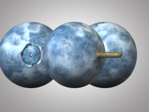 bilberry berries 3D Model