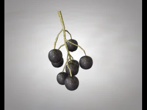 black currant 3D Model
