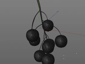 black currant 3D Model