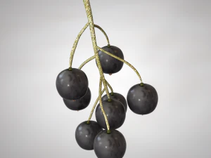 black currant 3D Model