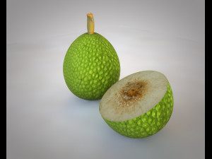 breadfruit 3D Model