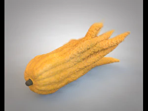 buddhas hand fruit 3D Model