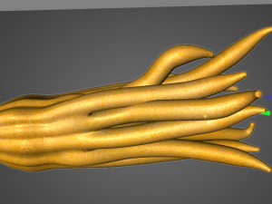 buddhas hand fruit 3D Model