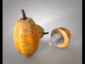 cocoa fruit 3D Model