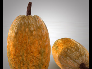 cocoa fruit Modello 3D