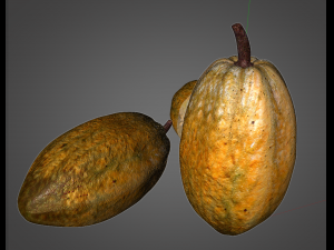 cocoa fruit Modello 3D