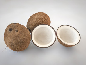 coconut shell inner 3D Model