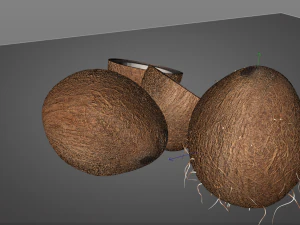 coconut shell inner 3D Model
