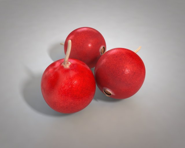 crane berry berries 3D 模型 .c4d .max .obj .3ds .fbx .stl .blend
