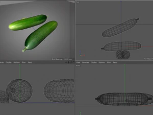 cucumber 3D Model