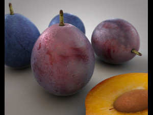 damson plum 3D 模型