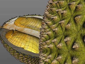 durian fruit 3D Модель