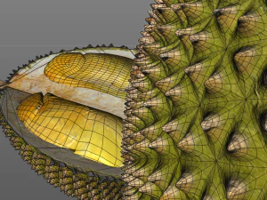 durian fruit 3D Model