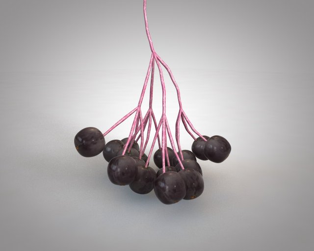 elderberry berries Modelo 3D .c4d .max .obj .3ds .fbx .stl .blend 