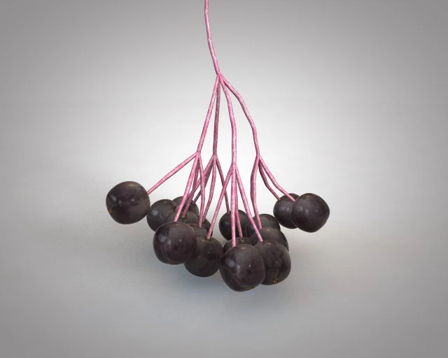 elderberry berries 3D Model .c4d .max .obj .3ds .fbx .stl .blend 