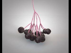 elderberry berries 3Dモデル