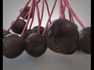 elderberry berries 3D Model