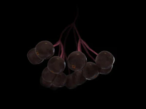 elderberry berries 3D Model