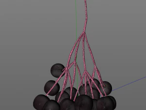 elderberry berries 3D Model