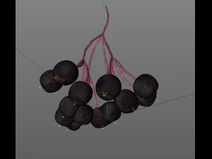 elderberry berries 3D Model