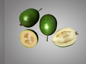 feijoa fruit Model 3D